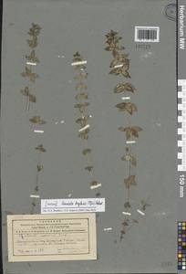 Cruciata glabra (L.) Opiz, Siberia, Altai & Sayany Mountains (S2) (Russia)