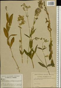 Silene vulgaris (Moench) Garcke, Eastern Europe, Central region (E4) (Russia)
