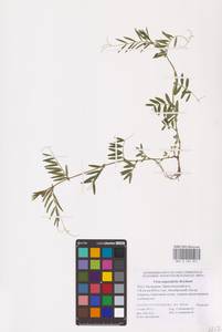 Vicia sativa subsp. nigra Ehrh., Eastern Europe, Lower Volga region (E9) (Russia)