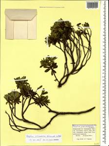 Daphne pseudosericea Pobed., Caucasus, Krasnodar Krai & Adygea (K1a) (Russia)