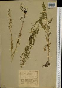 Rorippa barbareifolia (DC.) Kitag., Siberia, Baikal & Transbaikal region (S4) (Russia)