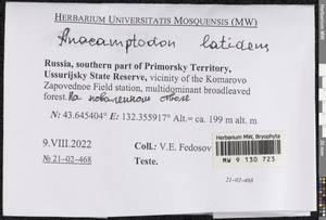 Anacamptodon latidens (Besch.) Broth., Bryophytes, Bryophytes - Russian Far East (excl. Chukotka & Kamchatka) (B20) (Russia)