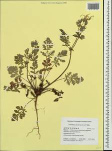 Erodium ciconium, Crimea (KRYM) (Russia)