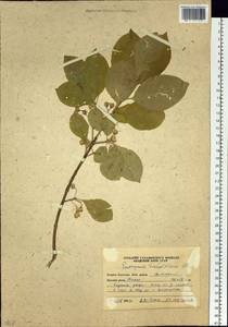 Euonymus hamiltonianus Wall., Siberia, Russian Far East (S6) (Russia)