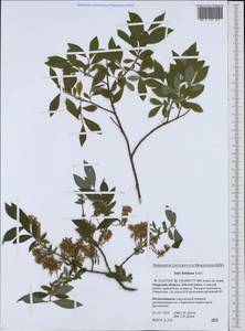 Salix bebbiana Sarg., Siberia, Russian Far East (S6) (Russia)