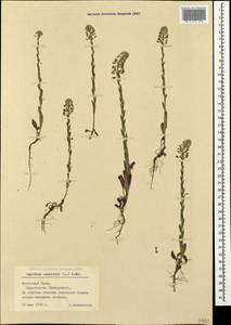 Lepidium campestre (L.) W. T. Aiton, Crimea (KRYM) (Russia)