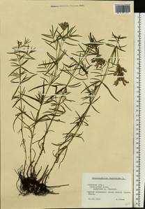 Dracocephalum ruyschiana L., Eastern Europe, North-Western region (E2) (Russia)