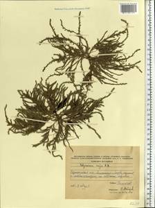 Polycnemum majus A. Braun, Eastern Europe, South Ukrainian region (E12) (Ukraine)