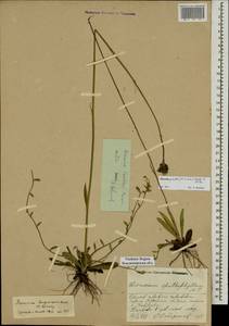 Pilosella piloselloides subsp. praealta (Gochnat) S. Bräut. & Greuter, Eastern Europe, Central region (E4) (Russia)