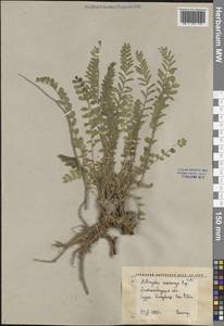 Astragalus macronyx Bunge, Middle Asia, Western Tian Shan & Karatau (M3) (Kyrgyzstan)