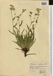 Bupleurum multinerve DC., Eastern Europe, Eastern region (E10) (Russia)