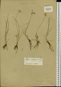 Allium vodopjanovae N.Friesen, Siberia, Altai & Sayany Mountains (S2) (Russia)