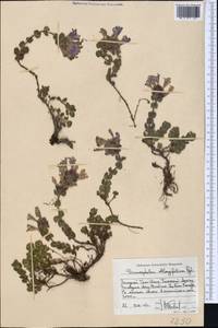 Dracocephalum oblongifolium Regel, Middle Asia, Western Tian Shan & Karatau (M3) (Kazakhstan)