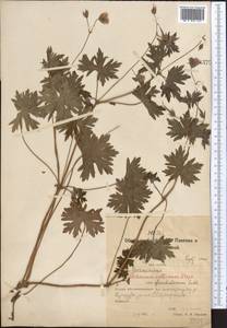 Geranium collinum Stephan ex Willd., Middle Asia, Northern & Central Kazakhstan (M10) (Kazakhstan)