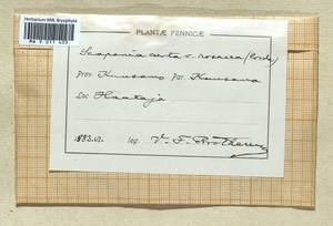 Scapania curta (Mart.) Dumort., Bryophytes, Bryophytes - Western Europe (BEu) (Finland)