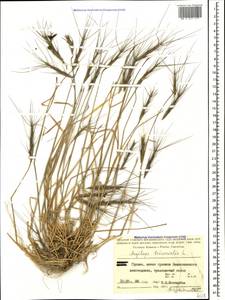 Aegilops triuncialis L., Caucasus, Georgia (K4) (Georgia)