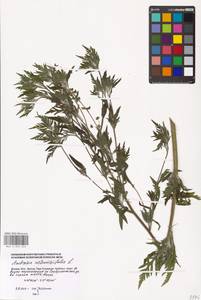 Ambrosia artemisiifolia L., Eastern Europe, Moscow region (E4a) (Russia)