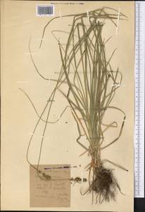 Carex polyphylla Kar. & Kir., Middle Asia, Western Tian Shan & Karatau (M3) (Kyrgyzstan)