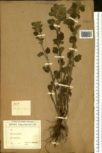 Marrubium vulgare L., Eastern Europe, North Ukrainian region (E11) (Ukraine)
