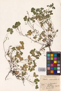 Oxalis corniculata L., Eastern Europe, Middle Volga region (E8) (Russia)