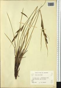 Carex recta Boott, Western Europe (EUR) (Finland)