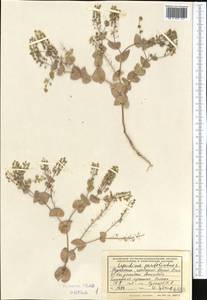 Lepidium perfoliatum L., Middle Asia, Kopet Dag, Badkhyz, Small & Great Balkhan (M1) (Turkmenistan)