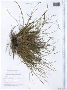 Carex halleriana Asso, Crimea (KRYM) (Russia)
