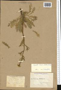 Capsella bursa-pastoris (L.) Medik., Middle Asia, Caspian Ustyurt & Northern Aralia (M8) (Kazakhstan)