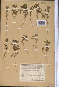 Chamaesphacos ilicifolius Schrenk, Middle Asia, Syr-Darian deserts & Kyzylkum (M7) (Kazakhstan)