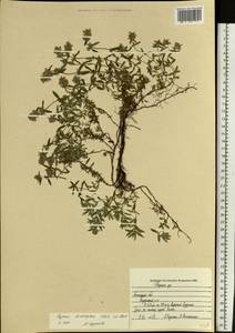 Thymus × dimorphus Klokov & Des.-Shost., Eastern Europe, Central forest-and-steppe region (E6) (Russia)