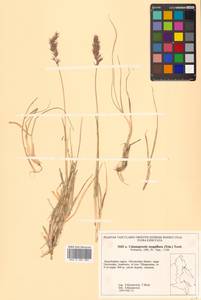 Calamagrostis sesquiflora (Trin.) Tzvelev, Siberia, Chukotka & Kamchatka (S7) (Russia)