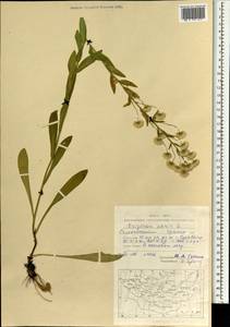Erigeron acris L., Mongolia (MONG) (Mongolia)
