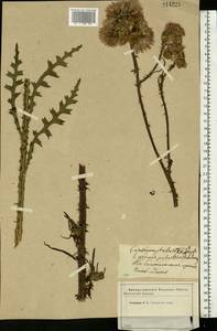 Cirsium palustre (L.) Scop., Eastern Europe, Western region (E3) (Russia)