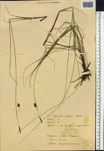 Carex limosa L., Siberia, Baikal & Transbaikal region (S4) (Russia)