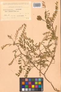 Astragalus uliginosus L., Siberia, Russian Far East (S6) (Russia)