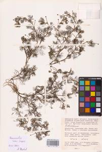 Ranunculus rionii Lagger, Middle Asia, Caspian Ustyurt & Northern Aralia (M8) (Kazakhstan)