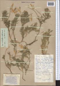 Vicia subvillosa (Ledeb.)Boiss., Middle Asia, Western Tian Shan & Karatau (M3) (Kazakhstan)