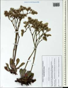 Goniolimon speciosum (L.) Boiss., Siberia, Western Siberia (S1) (Russia)