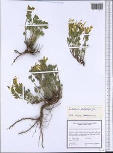 Scutellaria platystegia Juz., South Asia, South Asia (Asia outside ex-Soviet states and Mongolia) (ASIA) (Iran)