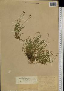 Stellaria longipes subsp. longipes, Siberia, Yakutia (S5) (Russia)