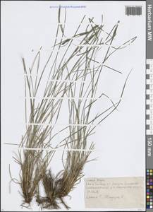 Carex nigra (L.) Reichard, Eastern Europe, Moscow region (E4a) (Russia)
