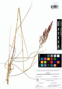 Calamagrostis pseudophragmites (Haller f.) Koeler, Siberia, Baikal & Transbaikal region (S4) (Russia)