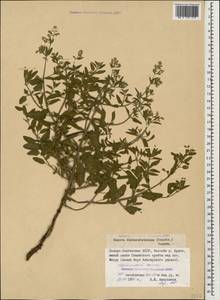 Nepeta cyanea subsp. biebersteiniana (Trautv.) A.L.Budantsev, Caucasus, North Ossetia, Ingushetia & Chechnya (K1c) (Russia)