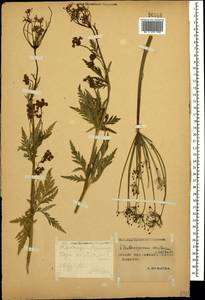 Eleutherospermum cicutarium (M. Bieb.) Boiss., Caucasus, Stavropol Krai, Karachay-Cherkessia & Kabardino-Balkaria (K1b) (Russia)