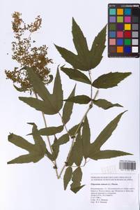 Filipendula ulmaria (L.) Maxim., Eastern Europe, Central region (E4) (Russia)