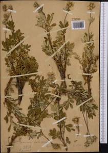 Farinopsis salesoviana (Steph.) Chrtek & Soják, Middle Asia, Pamir & Pamiro-Alai (M2)