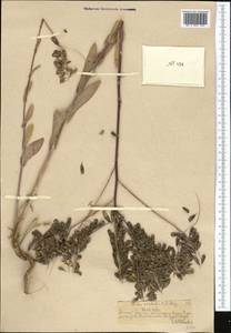 Isatis costata C.A. Mey., Middle Asia, Northern & Central Tian Shan (M4) (Kazakhstan)