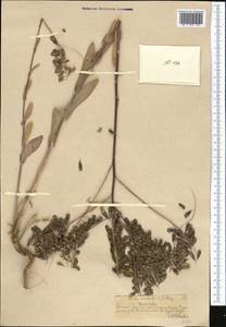 Isatis costata C. A. Mey., Middle Asia, Northern & Central Tian Shan (M4) (Kazakhstan)