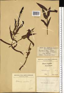 Veronica longifolia L., Siberia, Baikal & Transbaikal region (S4) (Russia)