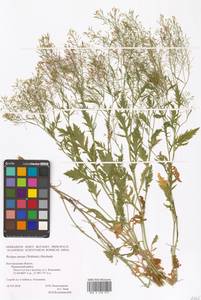 Rorippa × anceps (Wahlenb.) Rchb., Eastern Europe, Central forest-and-steppe region (E6) (Russia)